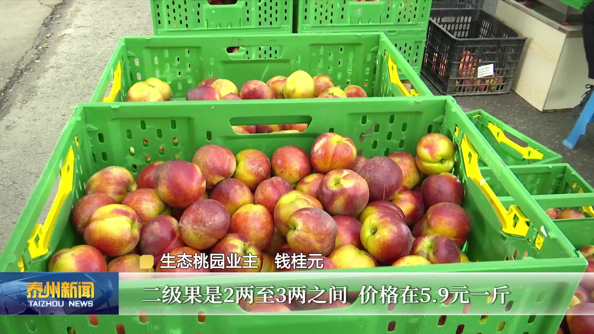 在希望的田野上  泰州：种植基地瓜果飘香 农户加紧采摘丰收果实